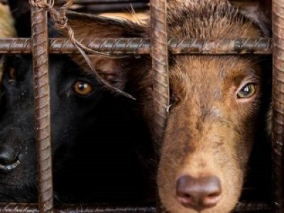 Donate to help animals